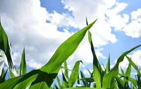 Корма и минеральные подкормки