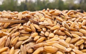 Сельхозкультуры